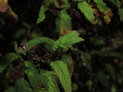 Calceolaria ascendens