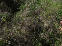 Tropaeolum hookerianum