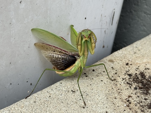 Chinese Mantis