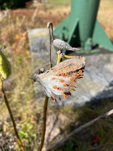 common milkweed
