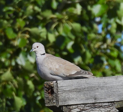 Eurasian Collared-Dove