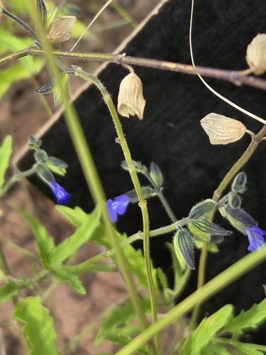 Salvia subincisa, photograph 4