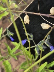 Salvia subincisa, photograph (c) Jo Roberts, some rights reserved (CC BY)