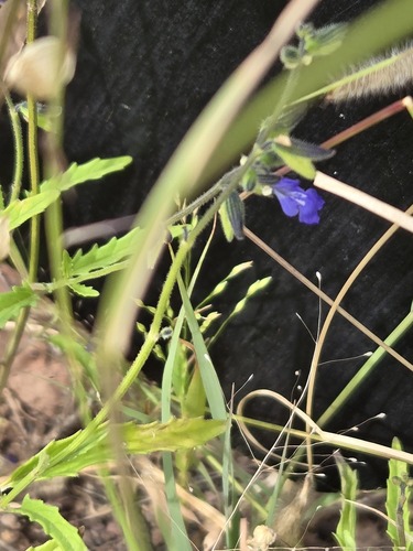 Salvia subincisa, photograph 5