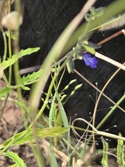Salvia subincisa, photograph (c) Jo Roberts, some rights reserved (CC BY)