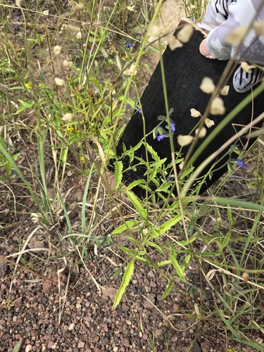 Salvia subincisa, photograph 3