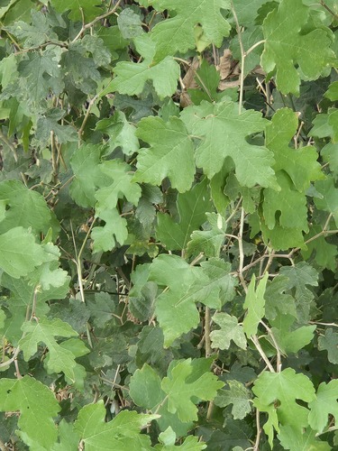 Morus microphylla, photograph 2
