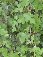(c) Jo Roberts, some rights reserved (CC BY) Morus microphylla, photograph (c) Jo Roberts, some rights reserved (CC BY)