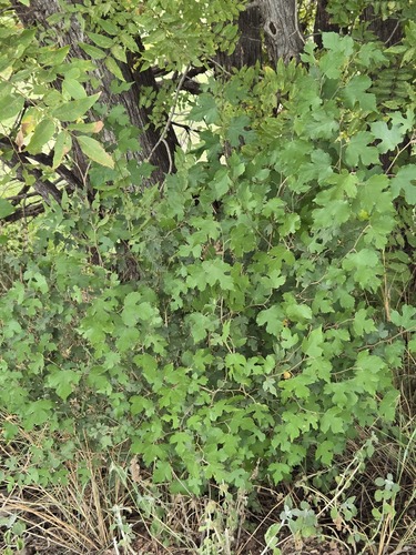 Morus microphylla, photograph 3