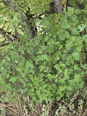 (c) Jo Roberts, some rights reserved (CC BY) Morus microphylla, photograph (c) Jo Roberts, some rights reserved (CC BY)