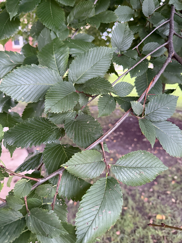 American elm