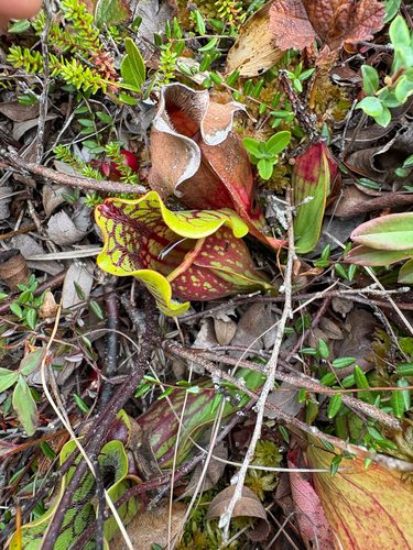 purple pitcher plant
