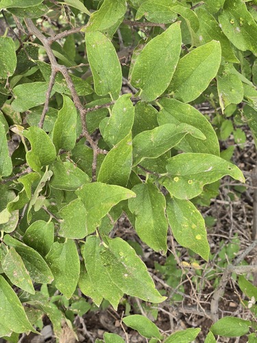 Celtis reticulata, photograph 1