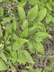 Celtis reticulata, photograph (c) Jo Roberts, some rights reserved (CC BY)