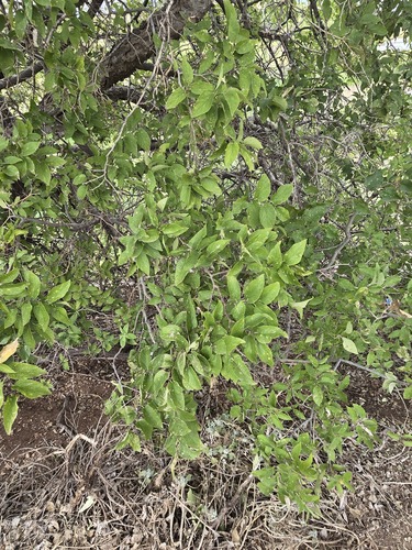 Celtis reticulata, photograph 2