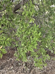 Celtis reticulata, photograph (c) Jo Roberts, some rights reserved (CC BY)