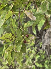 Celtis reticulata, photograph (c) Jo Roberts, some rights reserved (CC BY)