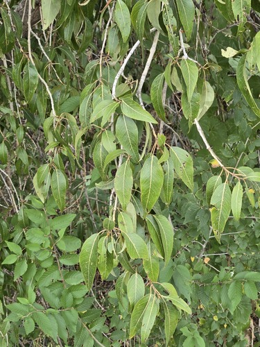 Populus angustifolia, photograph 2