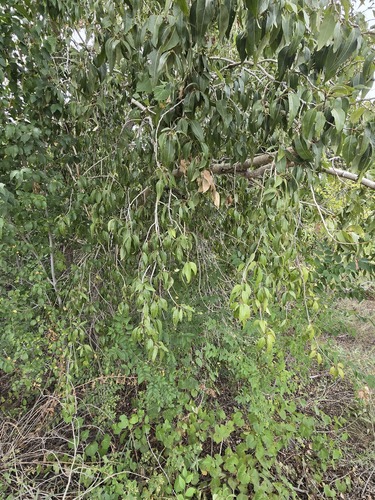 Populus angustifolia, photograph 3