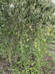 Populus angustifolia, photograph (c) Jo Roberts, some rights reserved (CC BY)