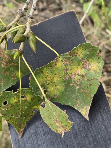 Populus fremontii, photograph 5