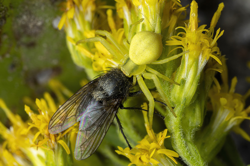 Goldenrod Crab Spider