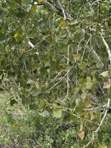 Populus fremontii, photograph 6