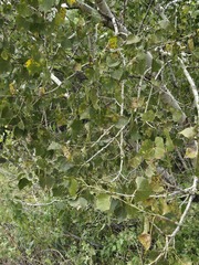 Populus fremontii, photograph (c) Jo Roberts, some rights reserved (CC BY)
