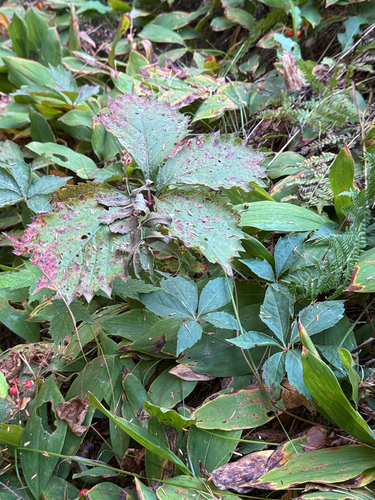Virginia Creeper Leaf Spot