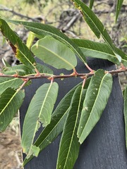 Salix laevigata, photograph (c) Jo Roberts, some rights reserved (CC BY)