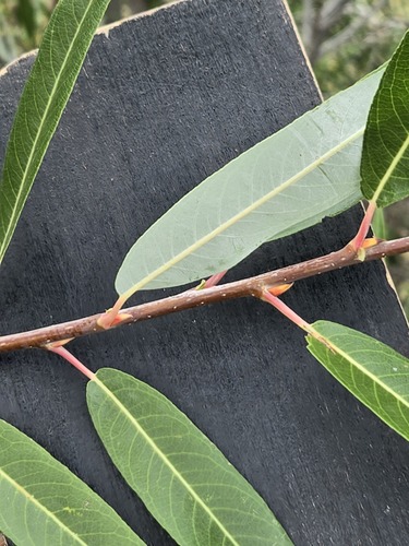 Salix laevigata