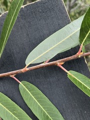 Salix laevigata, photograph (c) Jo Roberts, some rights reserved (CC BY)