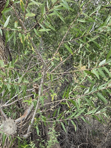 Salix laevigata, photograph 2
