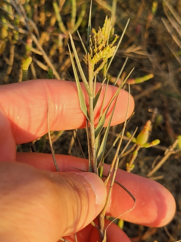 Saltgrass