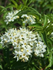 Sambucus australis, photograph (c) Rocío Esmeralda Pose, some rights reserved (CC BY)