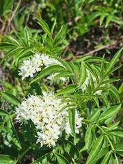 Sambucus australis, photograph (c) Rocío Esmeralda Pose, some rights reserved (CC BY)