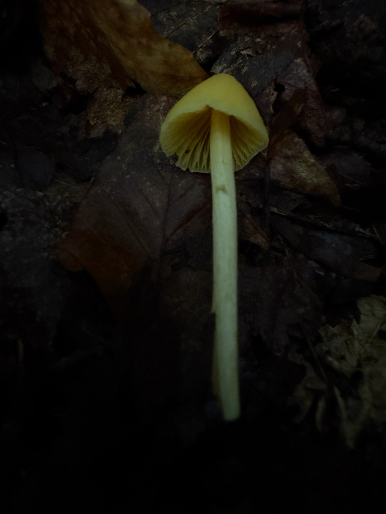 Yellow Unicorn Entoloma · September 2026 · photo: Photo: (c) Nat Gorka, some rights reserved (CC BY) · iNaturalist