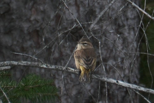 Palm Warbler