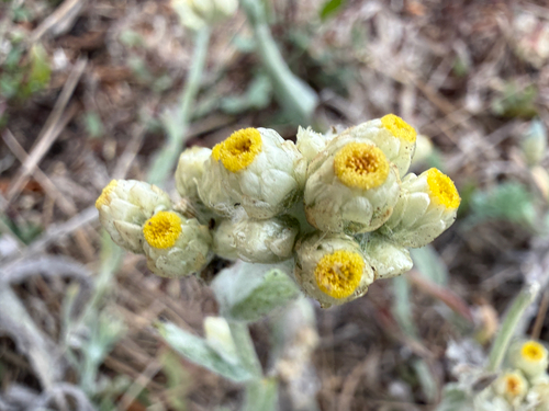 Pseudognaphalium stramineum