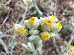 Pseudognaphalium stramineum