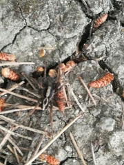Alopecosa albofasciata