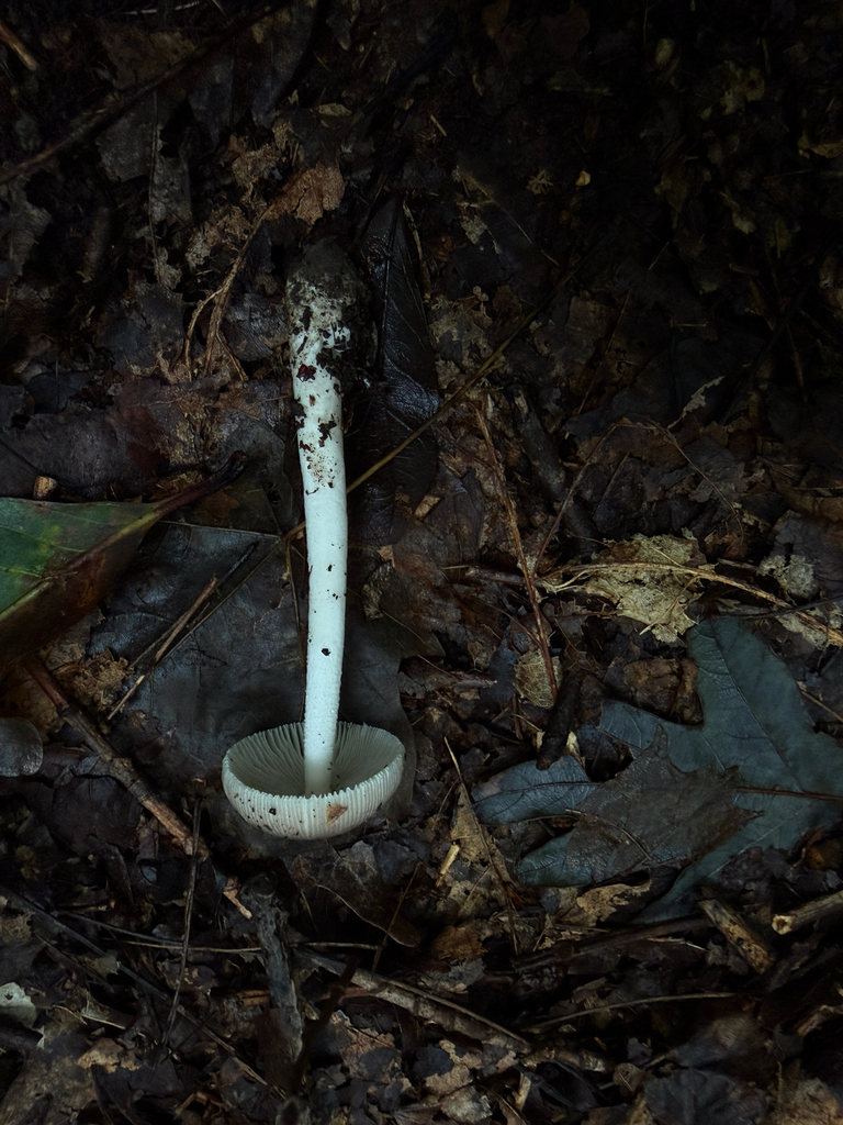 Amanita fuscozonata · September 2026 · photo: Photo: (c) Nat Gorka, some rights reserved (CC BY) · iNaturalist