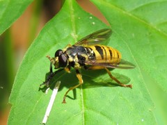 Temnostoma excentrica