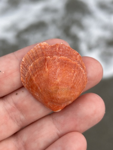 Spondylus tenuis observed 2026-09-20