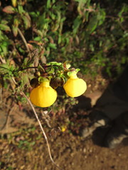 Calceolaria ascendens