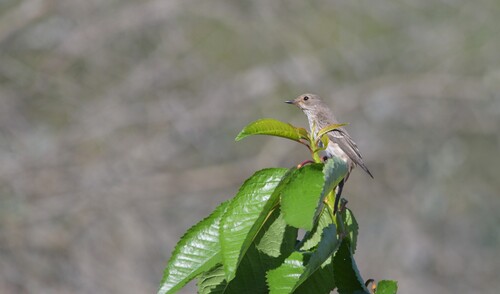Spotted Flycatcher