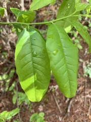 Oxydendrum
