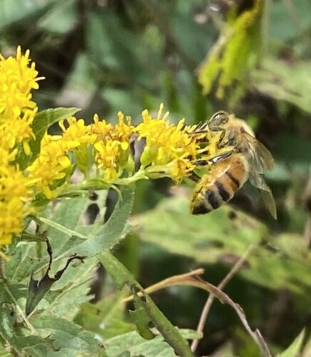 Western Honey Bee
