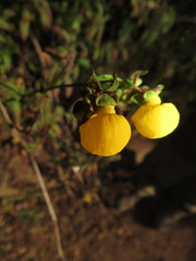 Calceolaria ascendens