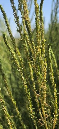 summer-cypress